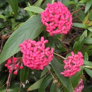 PANAMA GÜLÜ (RONDELETİA LEUCOPHYLLA) FİDANI