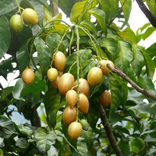 WAMPEE MEYVESİ (CLAUSENA LANSİUM) FİDANI