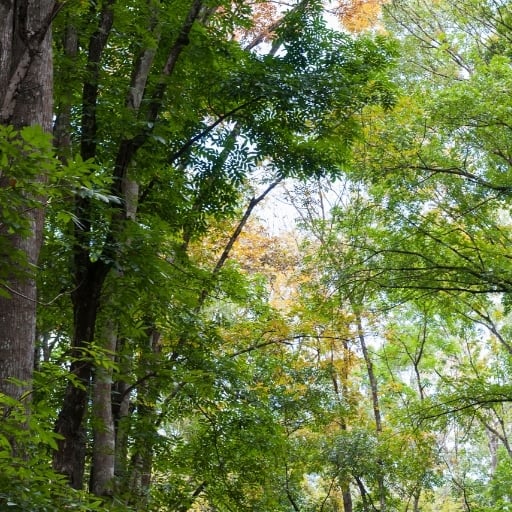 maun ağacı türleri