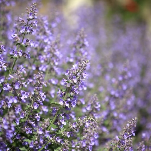 kalıcı bahçe çiçeği catmint