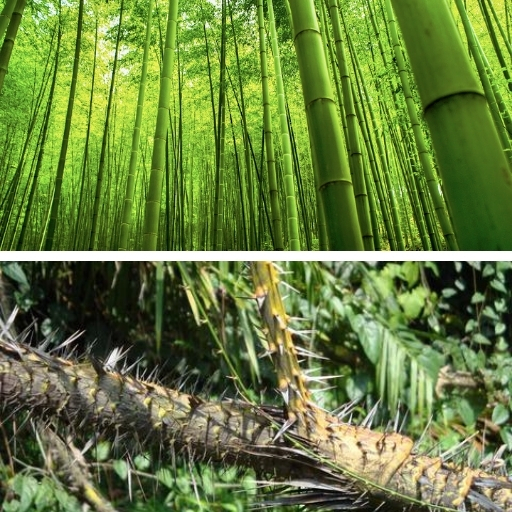 rattan ve bambu farkı