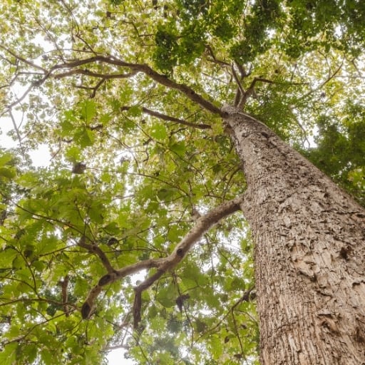 çok uzun bir teak ağacı