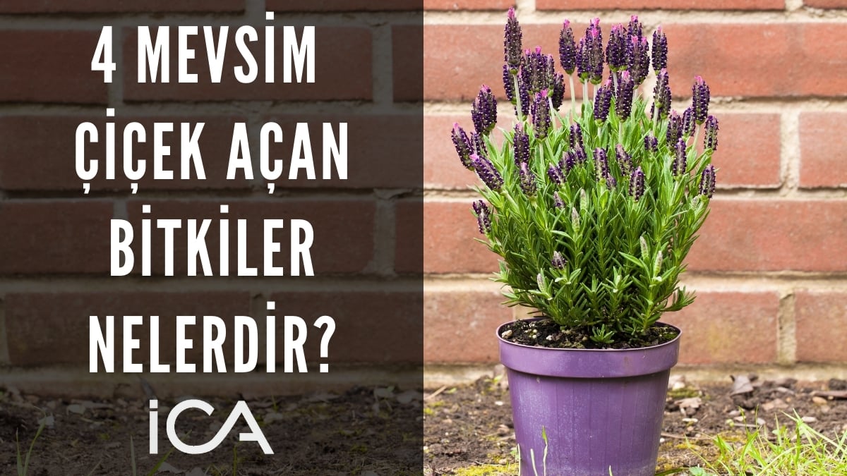 4 Mevsim Çiçek Açan Bitkiler nelerdir