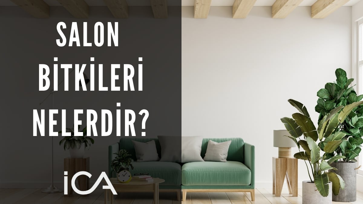 salon bitkileri nelerdir