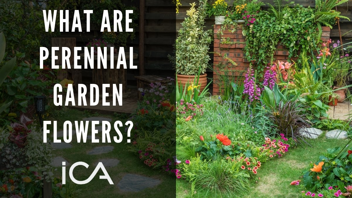 What Are Perennial Garden Flowers?