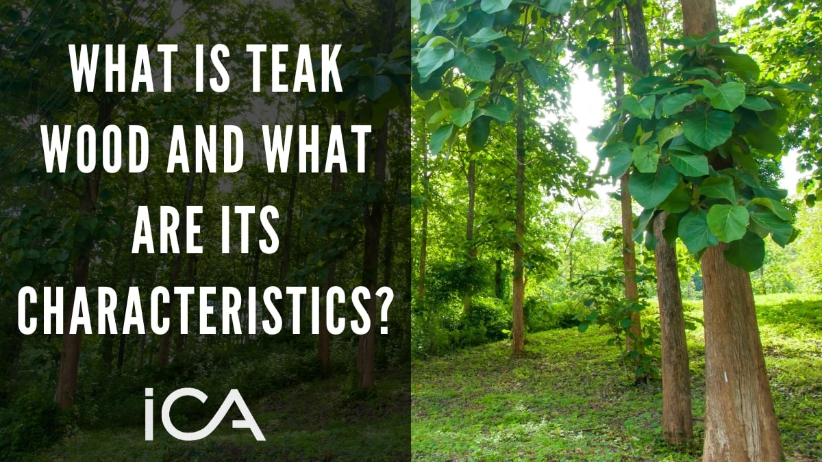 What is Teak Wood and What Are Its Characteristics?