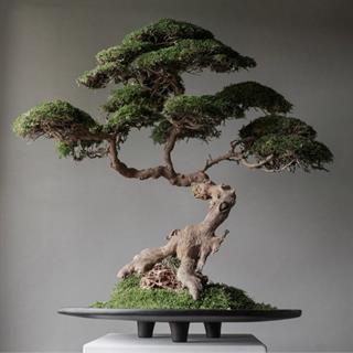 Duck Tepsi - Big- Coffee