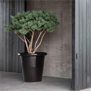 Domani London Bone 80 Saksı