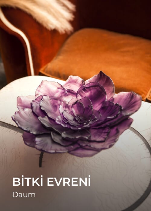 Daum Roses Koleksiyonu