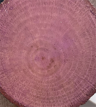 Colour On Renkli Vernik Cv-08 Mor 90ml