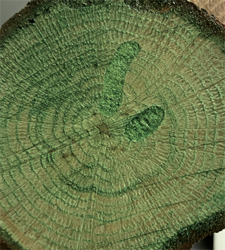 Colour On Renkli Vernik Cv-11 Yeşil 90ml