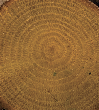 Color On Color Varnish Cv-12 Light Walnut 90ml