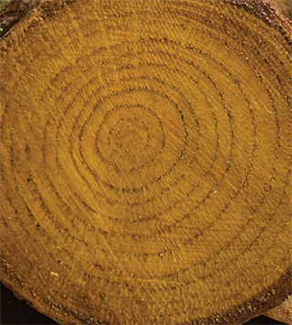 Colour On Renkli Vernik Cv-13 Meşe 90ml