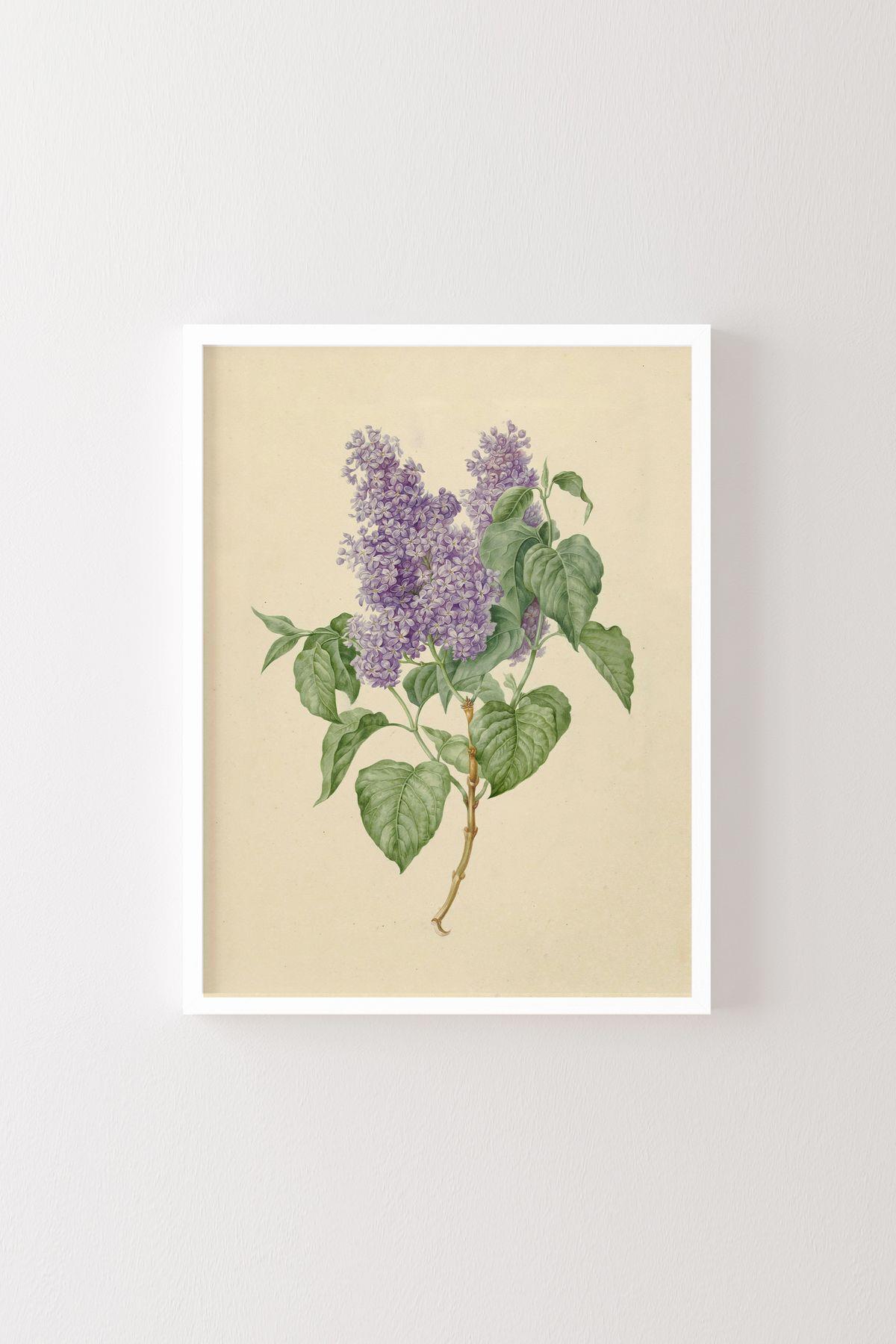 Leylak Çizim Botanik Çiçek İllüstrasyonu Vintage Mor Leylak Minimalist Çerçeveli Duvar Tablosu – Naturel Çerçeve
