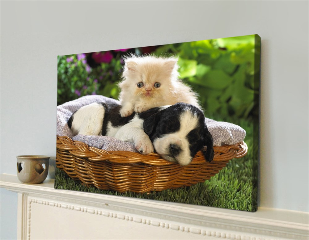 Sepette Minik Yavru Kedi ve Köpek Resimli Kanvas Tablo