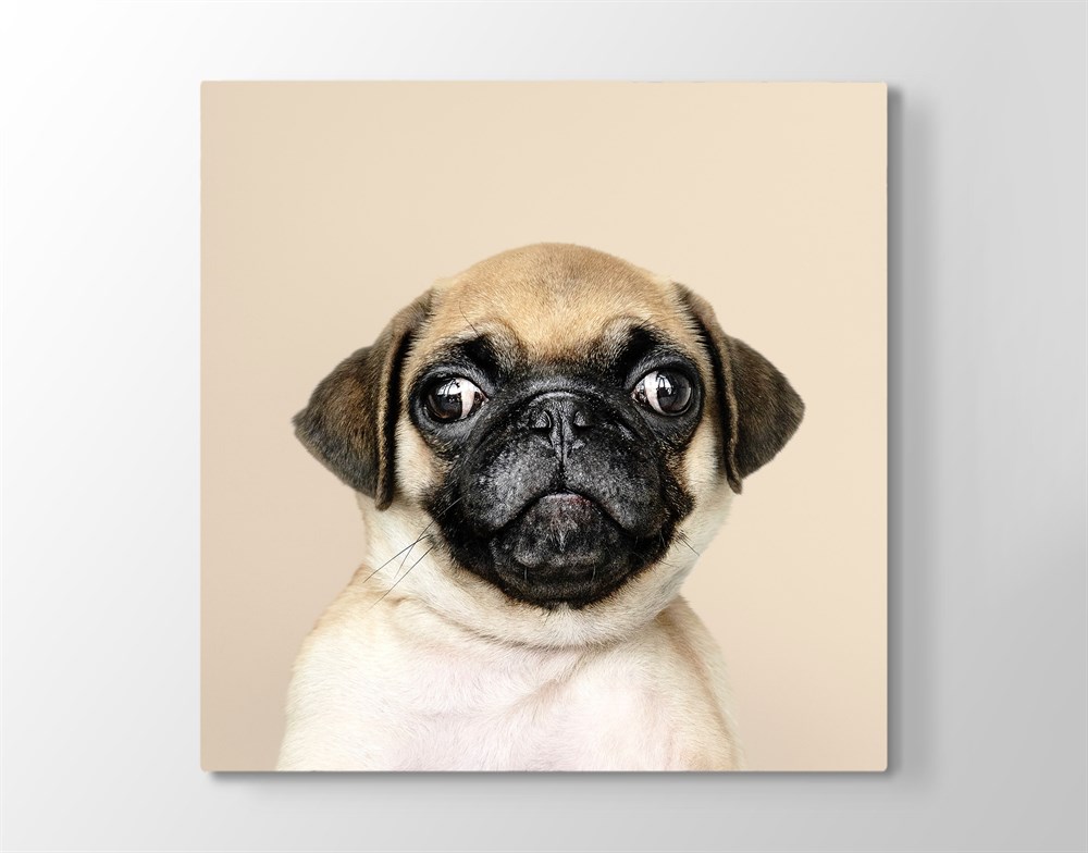 Sevimli Pug Köpeği Kanvas Tablo