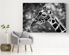 Zürafa Resimli Siyah Beyaz Kanvas Tablo 