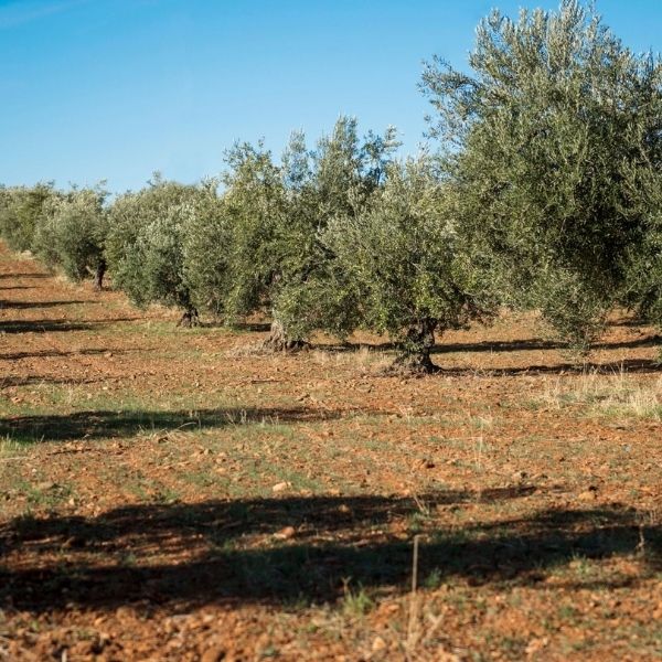 Zeytin Bahçeleri