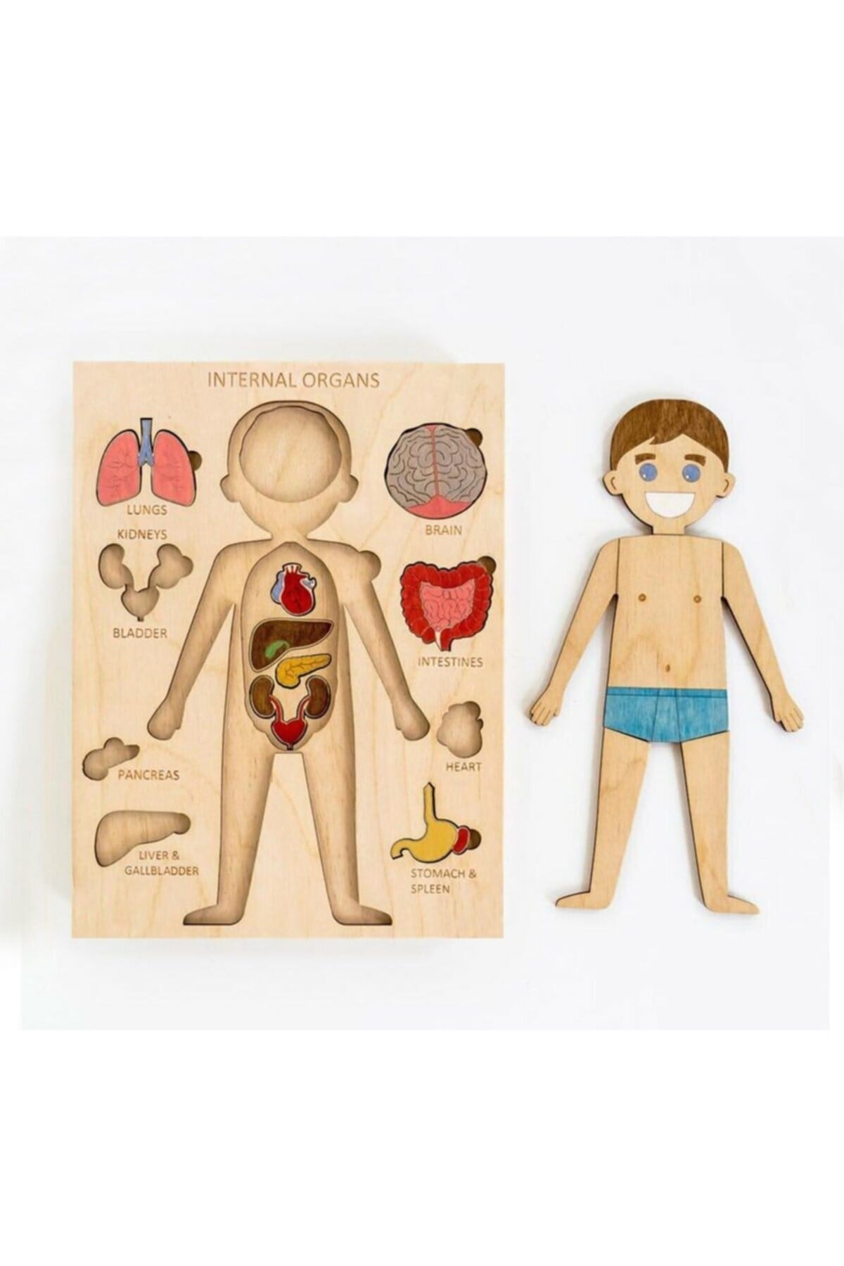 Boyanabilir Ahşap Erkek Vücudu Ve Organları Yapboz Puzzle