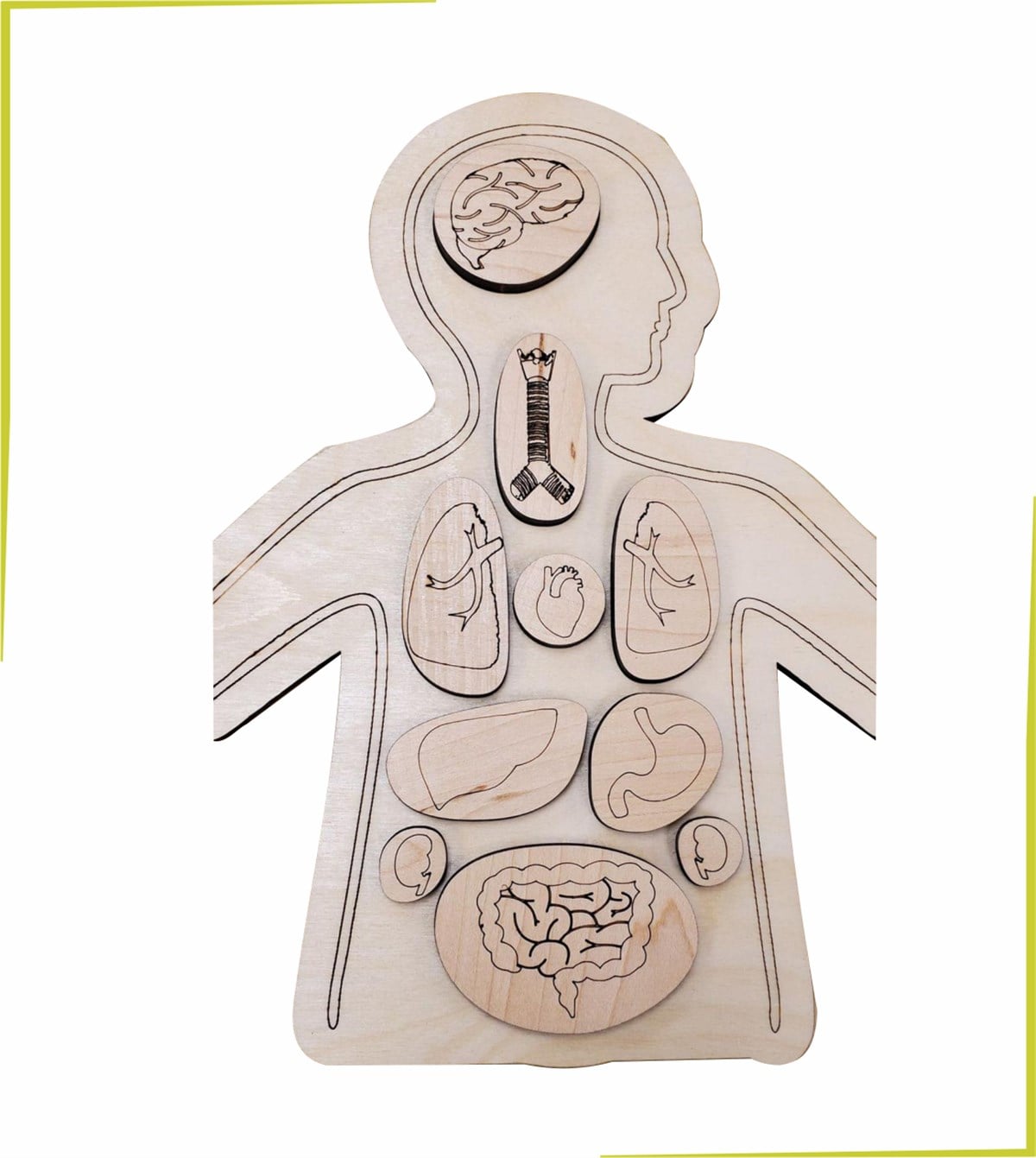 Montessori Ahşap Organlar Öğreniyorum Eğitici Ahşap Puzzle