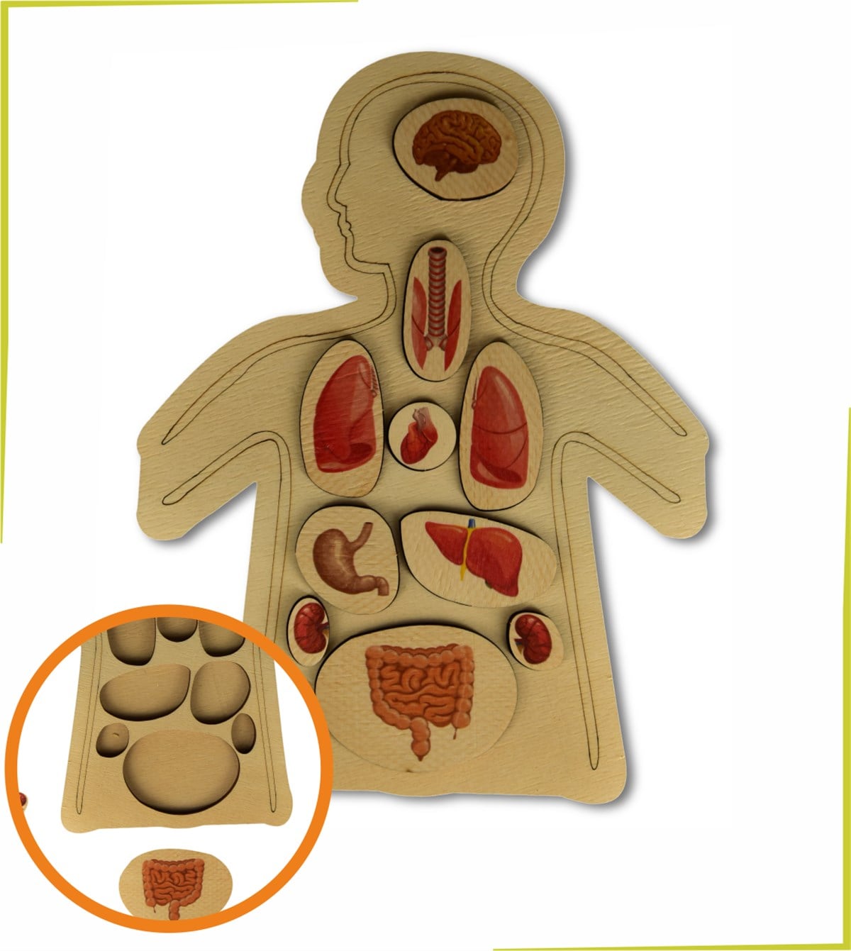 Renkli Organlar Puzzle