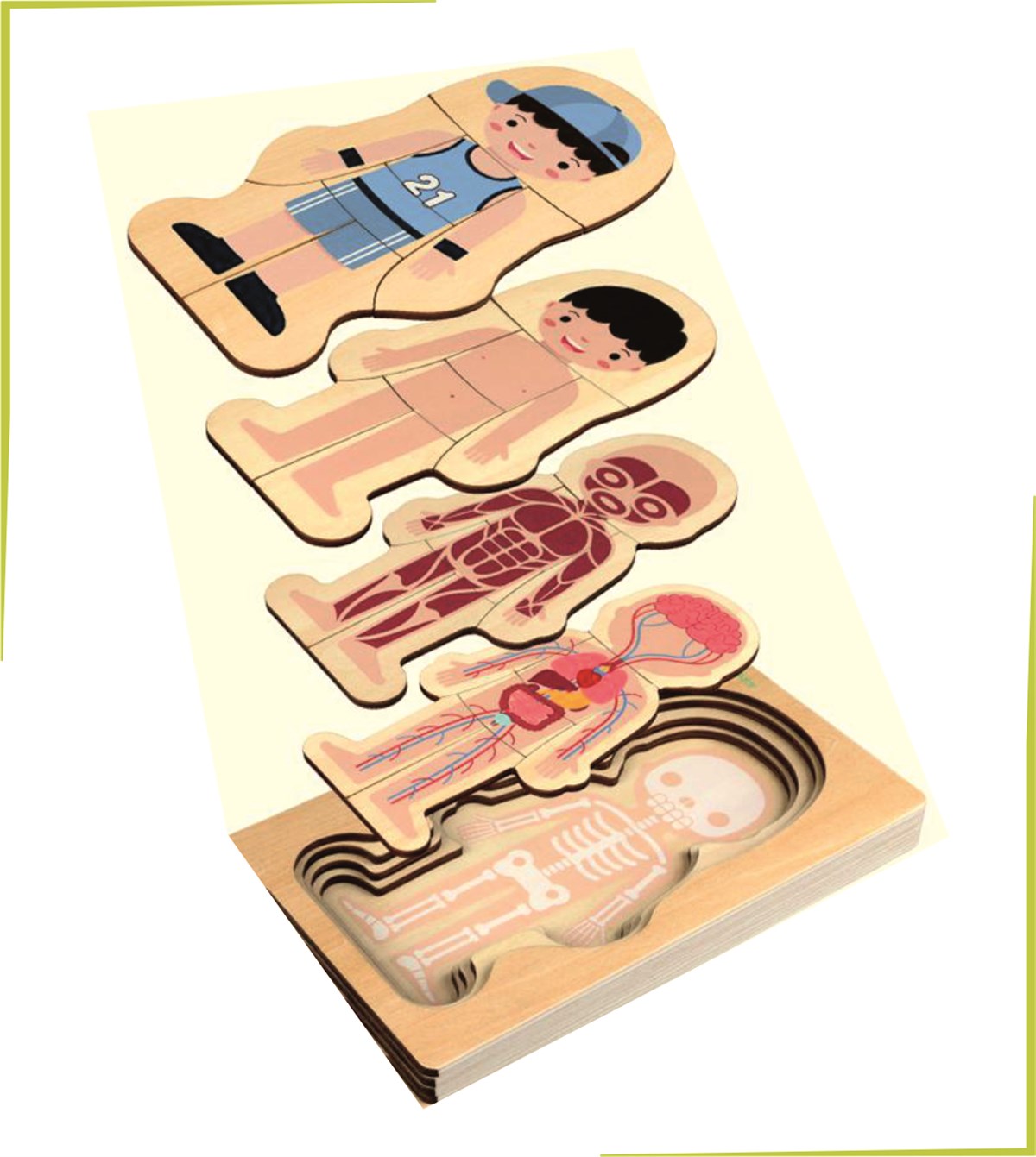 Waldorf Erkek İnsan Vücudu İskelet Yapısı Ahşap Renkli Yapboz Puzzle