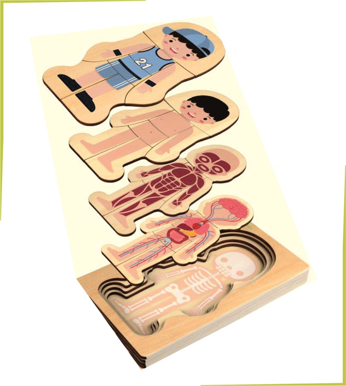 Waldorf Erkek İnsan Vücudu İskelet Yapısı Ahşap Renkli Yapboz Puzzle