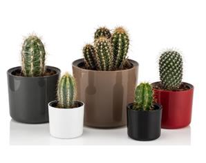 Poliwork Kaktüs Saksı Mimoza 9 cm Mix