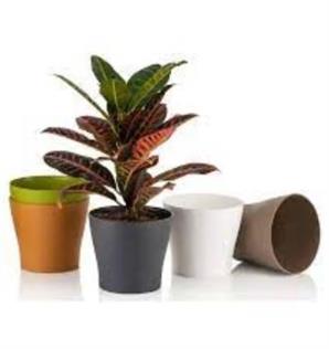 Poliwork Saksı Akasya Kaktüs Pastel 5,5 cm Mix