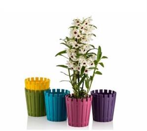 Poliwork Saksı Kaktüs Akasya 13 cm Mix