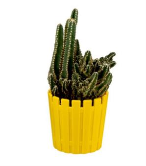 Poliwork Saksı Kaktüs Akasya 13 cm Mix