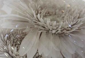 Seramiksan 30*60 Kapıtone Çiçek Beyaz Dekor