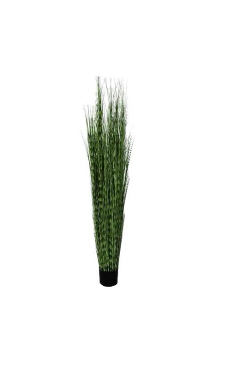 Diğerİnciraltı Saksılı Sazlık 150 cm