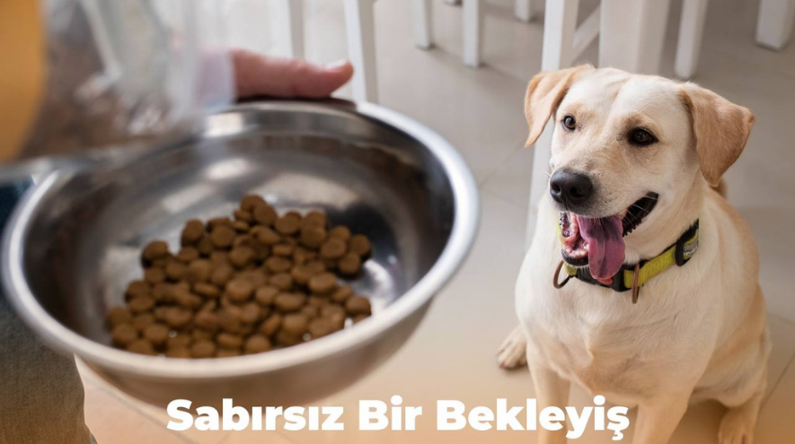 Köpek Maması Nasıl Üretilir? Yeni Nesil Teknolojilerle Tanışın