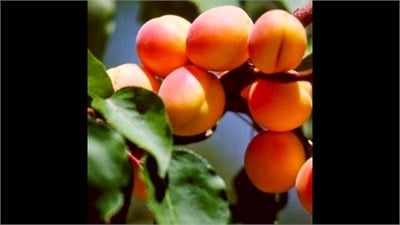 Roxana Kayısı Fidanı