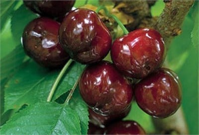 Regina Kiraz Fidanı