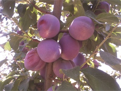 President Erik Fidanı