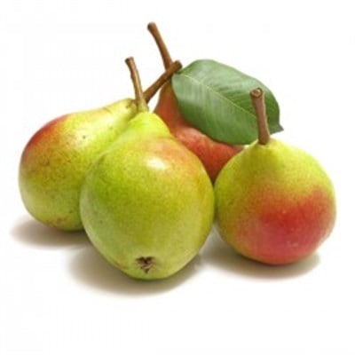 Santa Maria Armut Fidanı