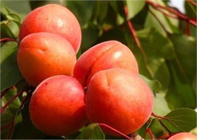 Roxana Kayısı Fidanı