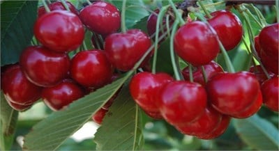 North Wonder Kiraz Fidanı