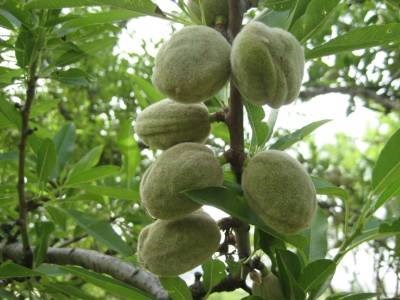 Teksas Badem Fidanı