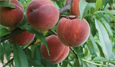 Caldesi 2000 Nektarin Fidanı