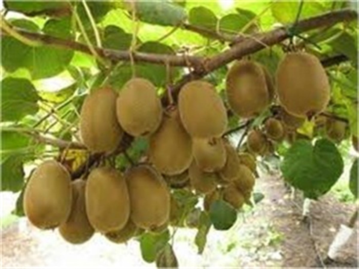 Sarı Kivi Fidanı ( Kemalbey Erkek )