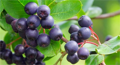 2 Yaşlı Nero Aronia ( Aronya) Fidanı