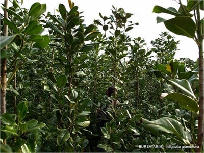 Manolya Fidesi (Grandflora)
