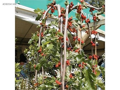 Yetişkin Ters Dut Ağacı