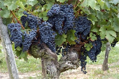 Merlot Üzüm Fidanı