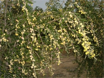 Arbequina Zeytin Fidanı