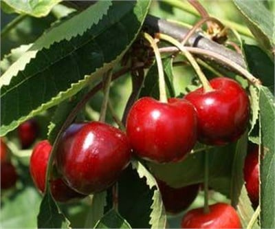 Sweet Heart Kiraz Fidanı