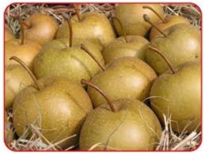 Nashi Hosui Naşi Armut Fidanı